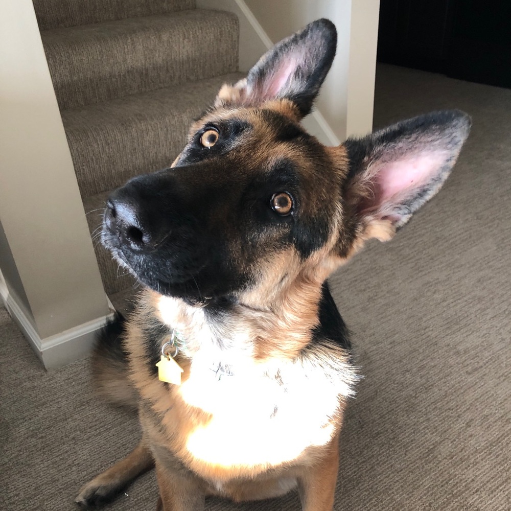 Meet your Posher, Karen